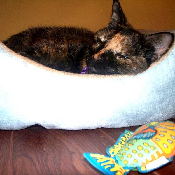 Cat Beds