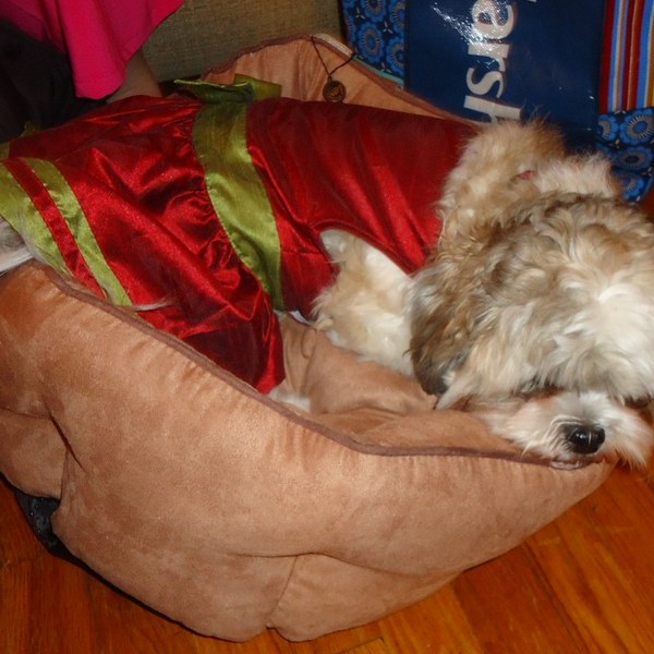 Dog Beds