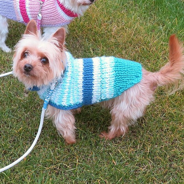 Dog Clothing